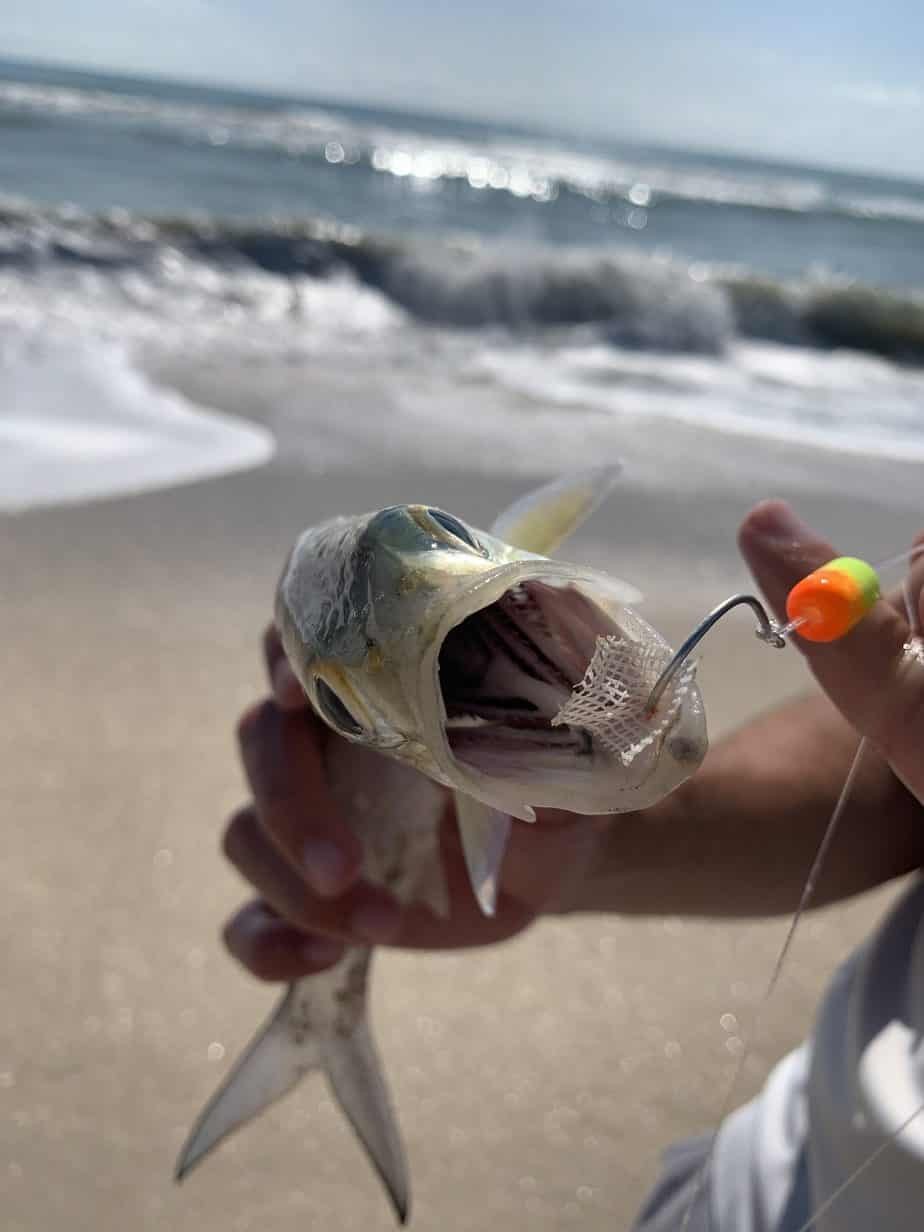 Top 10 Most Common Fish Caught From The Beach